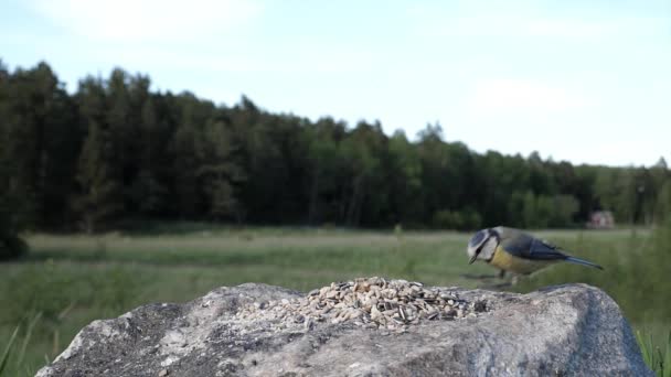 Pássaros Perseguem Outro Longe Uma Rocha Campo — Vídeo de Stock