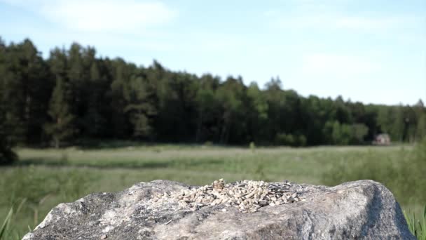 Blue Tit Makes Nice Acrobatic Turn Landing Rock Slow Motion — Vídeo de Stock