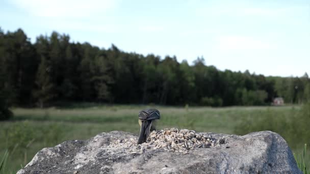 Great Tit Grabs Nut Field Stone Flies Away — Vídeo de stock