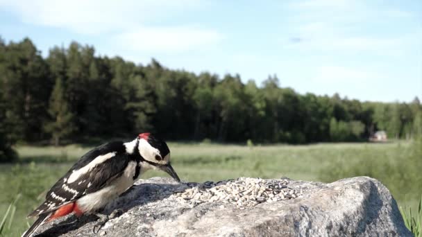 Healthy Looking Woodpecker Eating Seeds Nuts Rock Farm Field — 图库视频影像