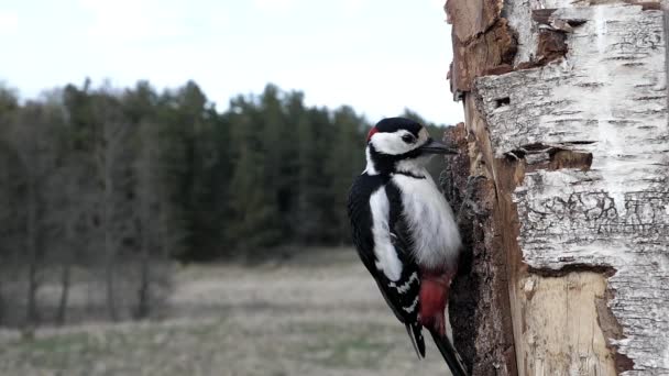 Great Spotted Woodpecker Pecks Hole Tree Food — Vídeo de stock