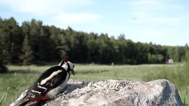 Pretty Woodpecker Takes Nut Rock Flies Away — Stock Video