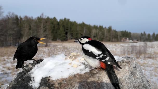 Две Птицы Клюют Дерутся Место Поесть Возле Луга Зимний День — стоковое видео