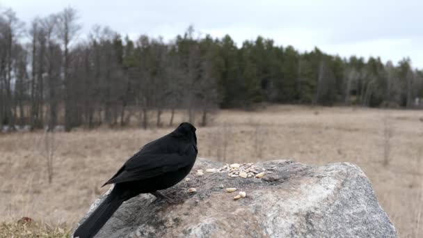 Black Songbird Takes Some Nuts Seeds Prairie Rock Flies Away — Stock Video