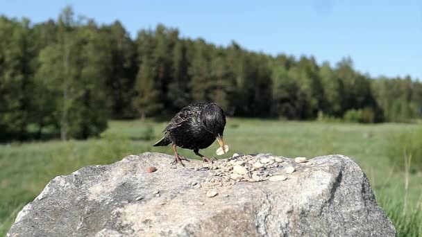 石の上に立っているスターリングが羽をパフ — ストック動画