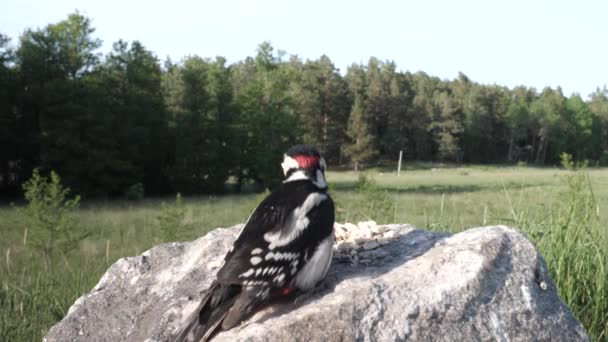 Woodpecker Decola Dia Muito Ensolarado — Vídeo de Stock
