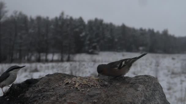 Обыкновенный Чаффинч Получает Еду Птиц Холодный Снежный День — стоковое видео