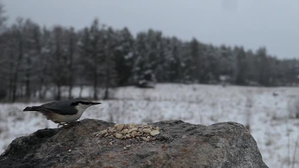 Dos Pájaros Cantores Comiendo Algo Durante Invierno — Vídeos de Stock