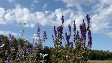 Güzel mor çiçekleri yavaş çekimde bir çayırda kapatın..