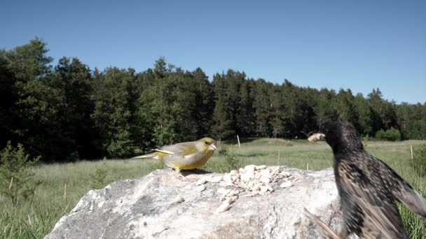 Greenfinch Está Asustado Por Estornino Europeo Que Llega — Vídeo de stock