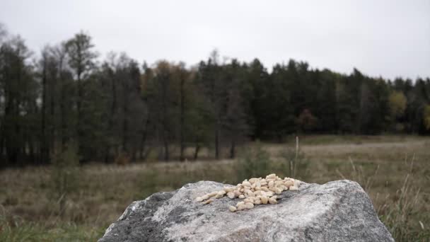 一个胆小的人在田野里的岩石上着陆以获取食物 — 图库视频影像