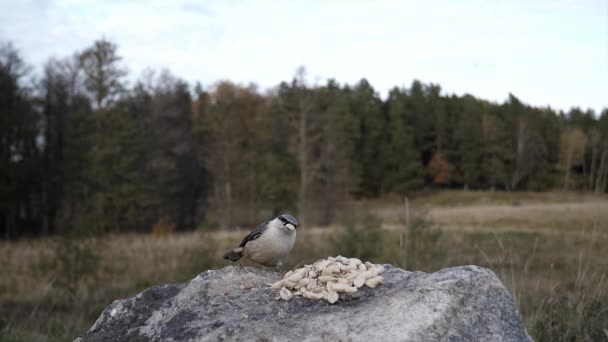 Nuthatches Competing Food Stone Farmer Field — Stock Video
