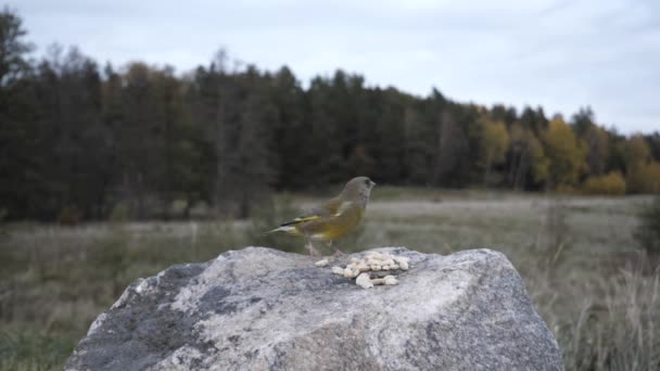 啄木鸟把绿翅从喂食区吓跑了 — 图库视频影像
