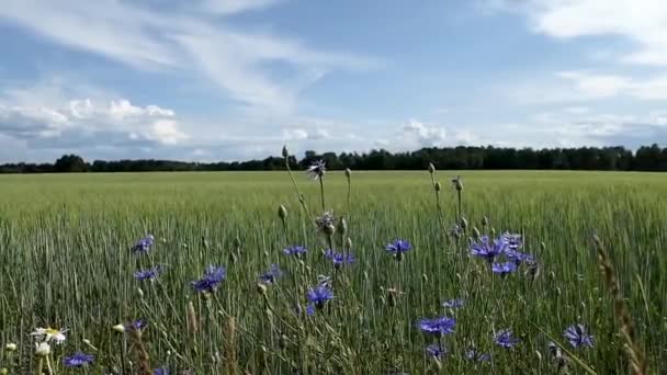 Kwiaty Powoli Falują Powrotem Polu Farmy — Wideo stockowe
