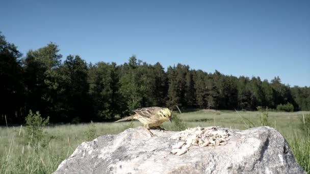 Grünfink Schwebt Scheinbar Der Luft Über Einem Felsen Einer Prärie — Stockvideo