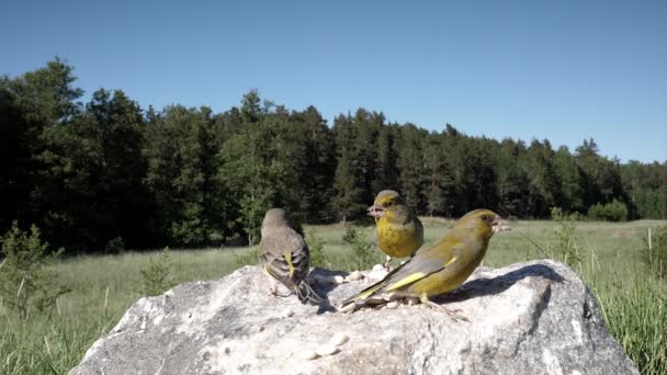 Greenfinch Couple Eating Nuts Seed Farm Meadow — Stock Video