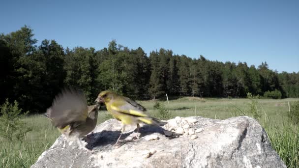 Greenfinches Lutando Discutindo Sobre Quem Começa Comer Seguida — Vídeo de Stock