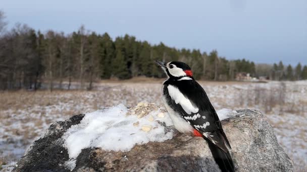 Woodpecker는 겨울의 밀어냅니다 — 비디오
