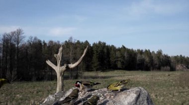 Kuşlar uçmak ve yiyecek bir yer bulmak için beklemek zorundalar..