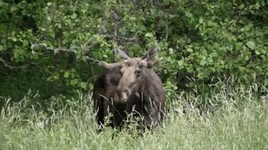 Moose başını yavaşça kameraya doğru çeviriyor..