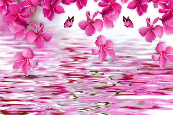 Розовый Франжипани Бабочки Изолированные Обои — стоковое фото