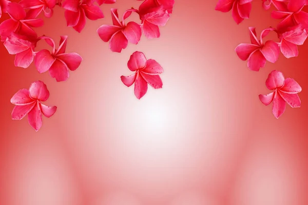 Кращі Шпалери Квітів Франгіпані — стокове фото