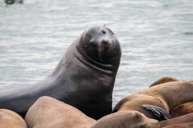 Deniz aslanları Pier 39 San Francisco, Kaliforniya, ABD