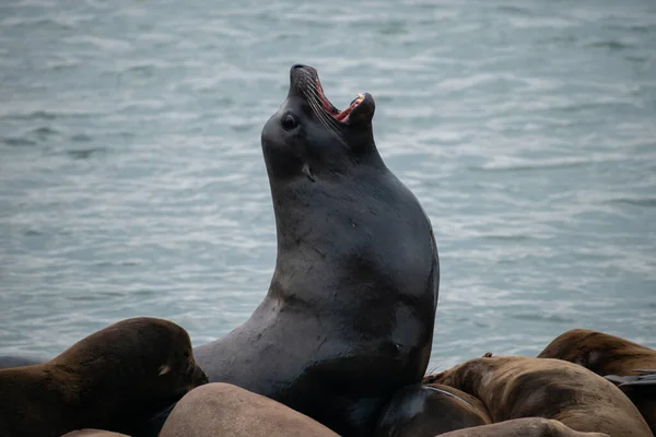 美国加利福尼亚州旧金山39号码头的海狮 — 图库照片