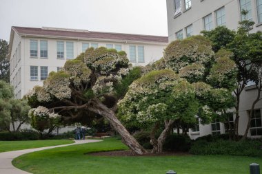 SAN FRANCISCO, CALIFORNIA, USA- 11 Ağustos 2023: San Francisco, Kaliforniya, ABD 'de sakin ve bulutlu bir günde Presidio Ulusal Parkı' ndaki büyük ağaç