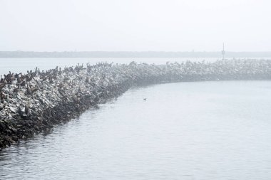 Sisli bir öğleden sonra taş iskele ve okyanus. Half Moon Körfezi, Kaliforniya