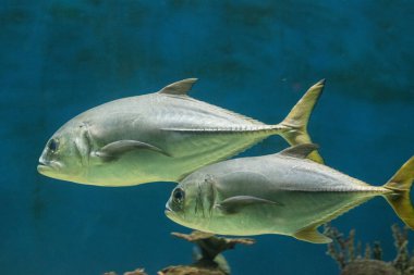 Akvaryumda suda yüzen at gözü Jack balığı. Akvaryumda yüzen egzotik balıklar