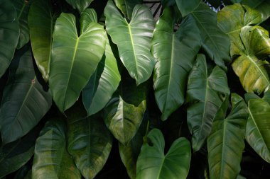 Parlak yüzeyli canlı yeşil filodendron yapraklarının yakın çekimi, doğal güneş ışığıyla aydınlatılır..