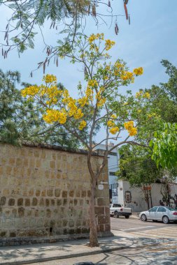 OAXACA, OAXACA, MEXICO - 4 Mayıs 2025: Güneşli bir günde güzel bir Guayacan ağacı ile Oaxaca şehir merkezinde sokak manzarası
