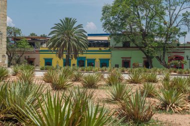 OAXACA, OAXACA, MEXICO - 4 Mayıs 2025: Oaxaca, Oaxaca, Meksika 'daki Santo Domingo Tapınağı' nın merdivenlerinden renkli binalar ve maguey