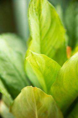 Taze yeşil yapraklar arka plan