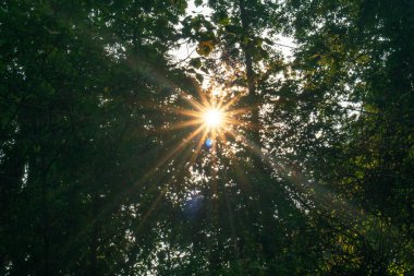 ağacı içinde parlayan güneş