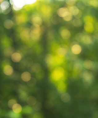 Odaklanmamış yeşil yapraklar ve açık arkaplan