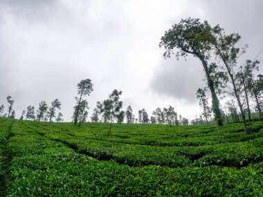 Munnar 'daki çay çiftliği, Kerala, Hindistan. Çay tarlaları Hindistan 'ın en popüler turistik yerlerinden biridir..
