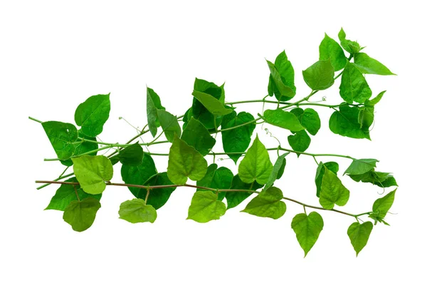 Efeupflanze Mit Grünen Blättern Herzform Isoliert Auf Weißem Hintergrund Mit — Stockfoto