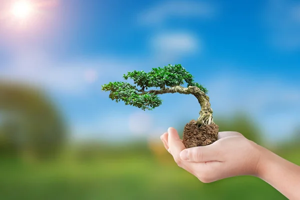 International eco earth day concept. Hand holding bonsai tree growing on natural background