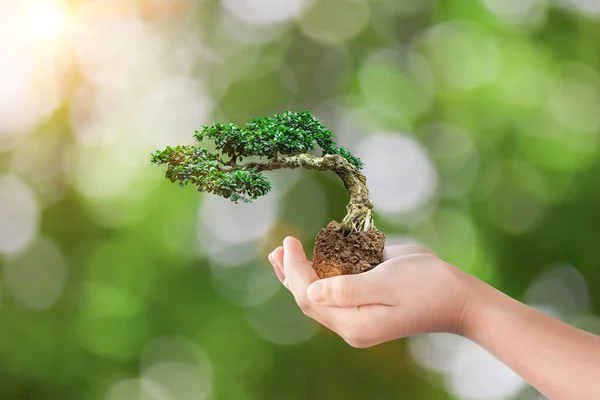 International eco earth day concept. Hand holding bonsai tree growing on green natural background