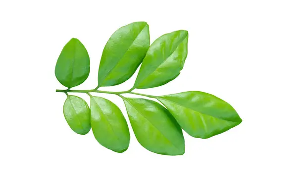Frische Grüne Blätter Auf Zweigen Isoliert Auf Weißem Hintergrund Orangefarbenes — Stockfoto