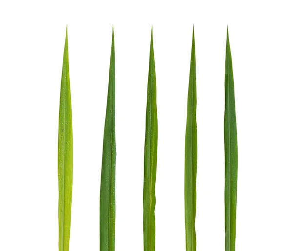 Blades Grass Set Isolated White Background Including Clipping Path — Stok Foto