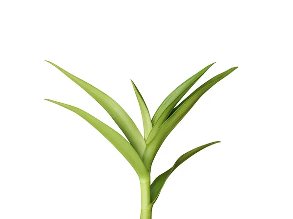 Orchideeënbladeren Geïsoleerd Witte Achtergrond Opgenomen Clipping Pad — Stockfoto