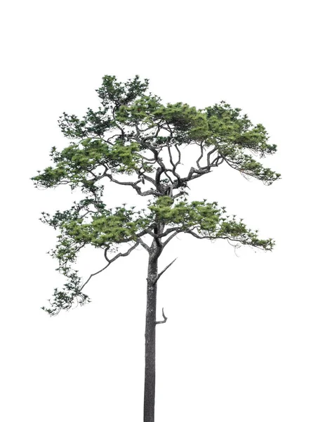 Pohon Pinus Diisolasi Pada Latar Belakang Putih Termasuk Jalur Kliping — Stok Foto