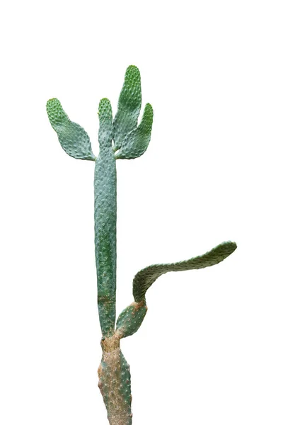 Зеленый Opuntia Тропического Кактуса Растений Изолированных Белом Фоне Включают Обрезки — стоковое фото