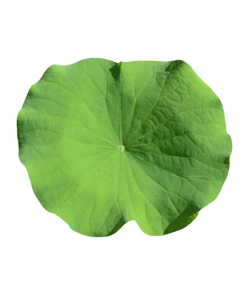 Зелений Лист Лотоса Ізольований Білому Тлі Включає Відсічний Контур — стокове фото