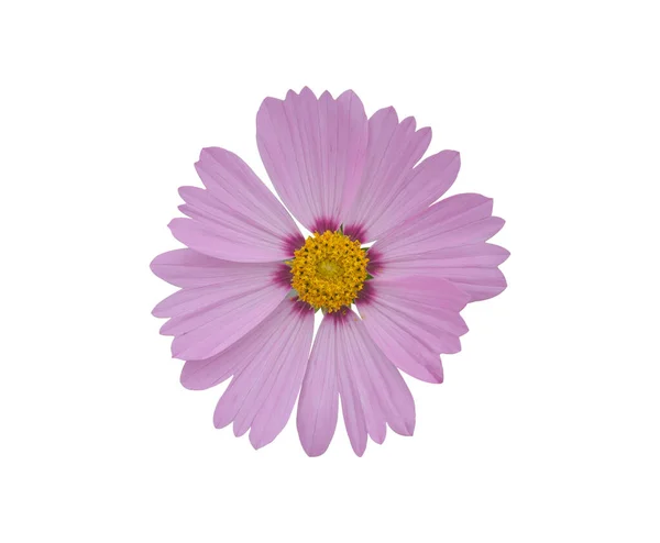 Rosa Kosmos Blume Isoliert Auf Weißem Hintergrund Blühende Pflanze Mit — Stockfoto
