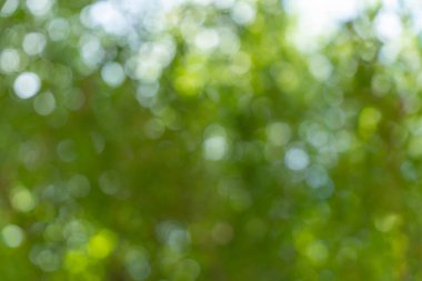 Soyut yeşil doğa bokeh arka plan. Doğal yeşilliğin yumuşak arkaplan bulanıklığı.