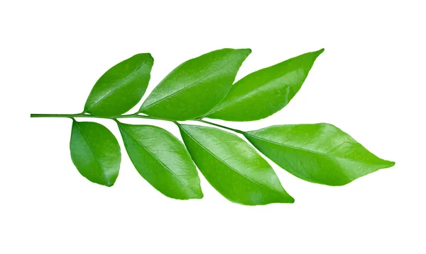 Frische Grüne Blätter Auf Zweigen Isoliert Auf Weißem Hintergrund Orangefarbenes — Stockfoto